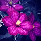 Clematis I