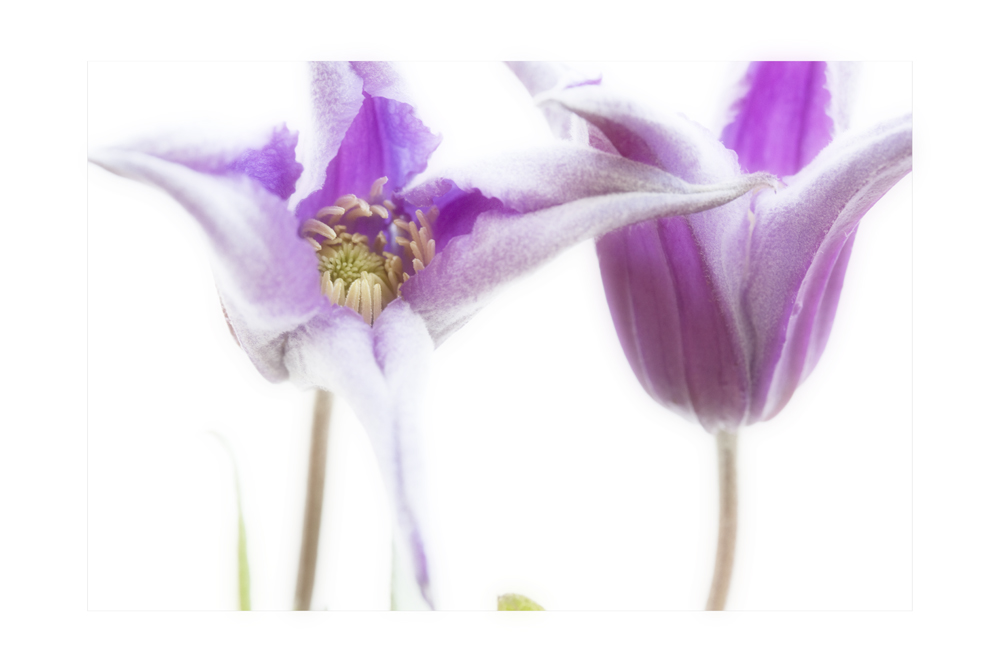 Clematis I