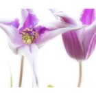 Clematis I