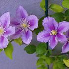 Clematis I 