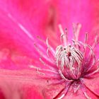 Clematis I