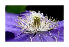 Clematis II