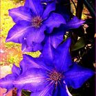 Clematis II