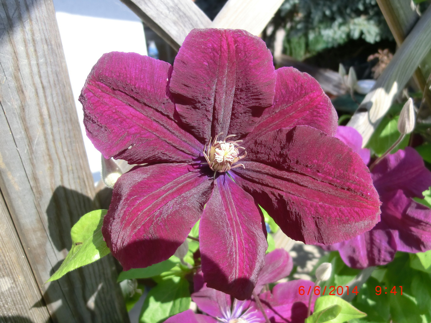 Clematis II