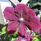 Clematis II