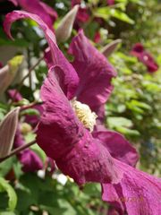 Clematis II