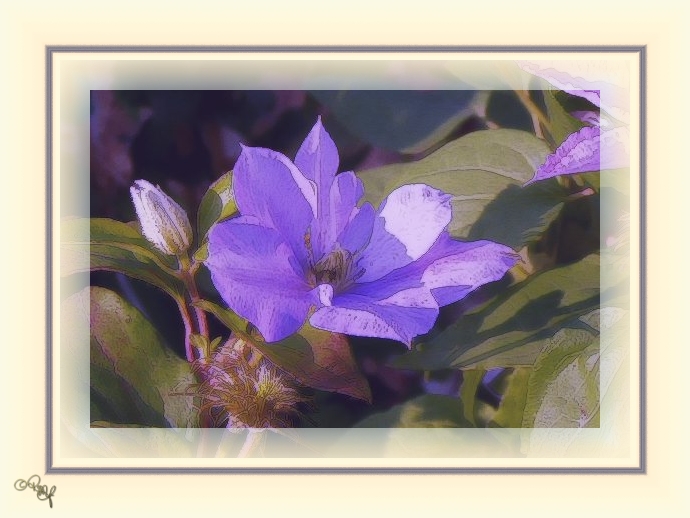 clematis II