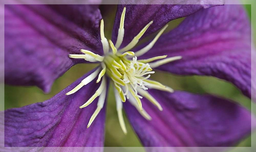 Clematis II