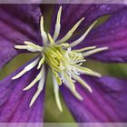 Clematis II