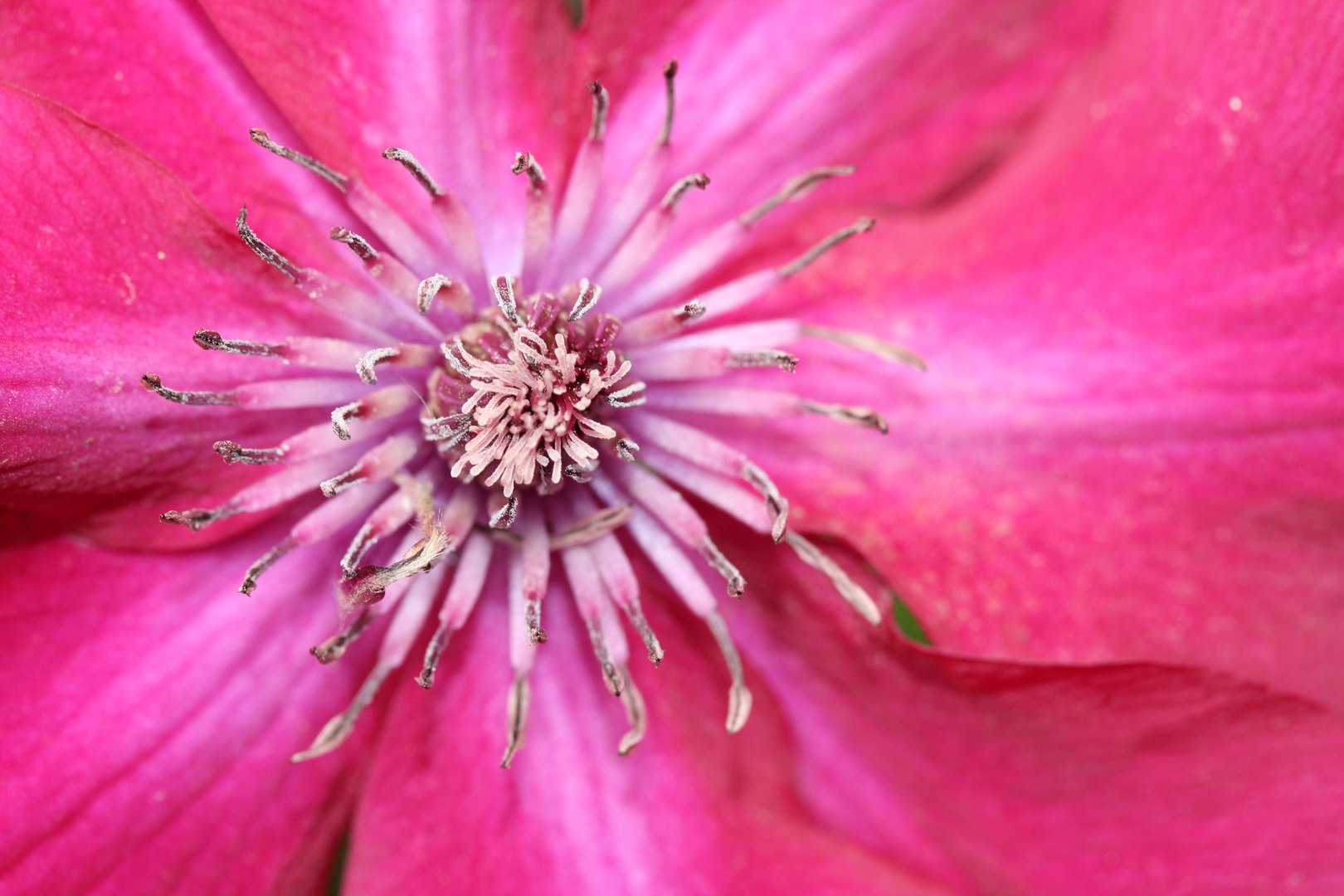 Clematis II