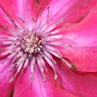 Clematis II