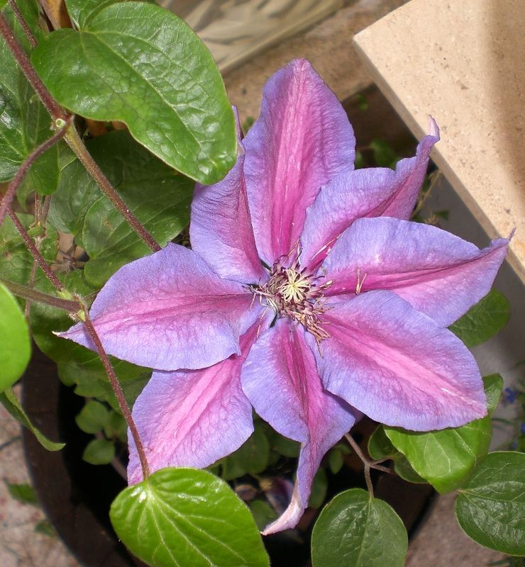 Clematis II