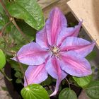 Clematis II