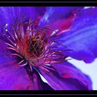 Clematis II