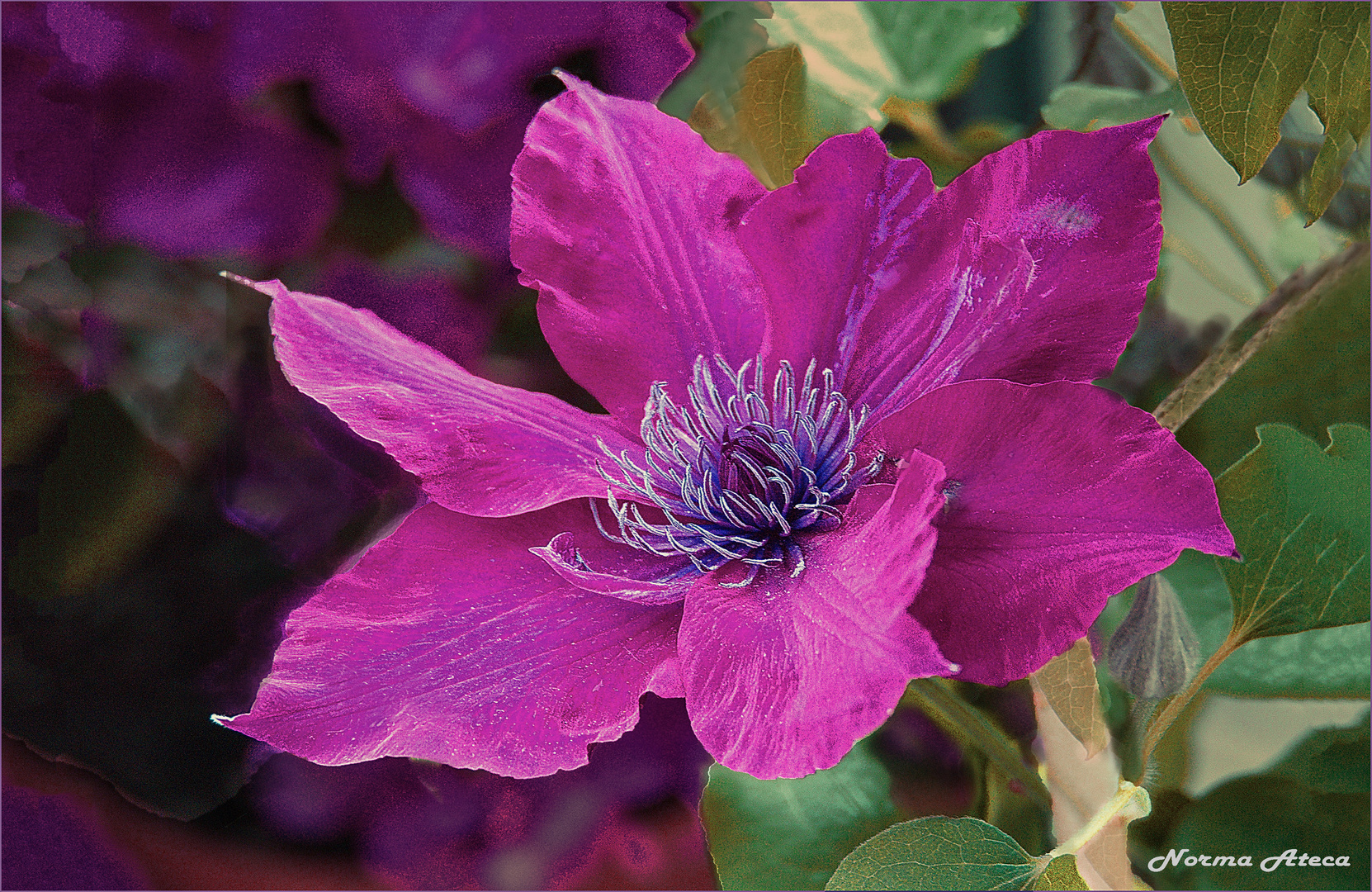 Clematis II