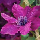 Clematis II