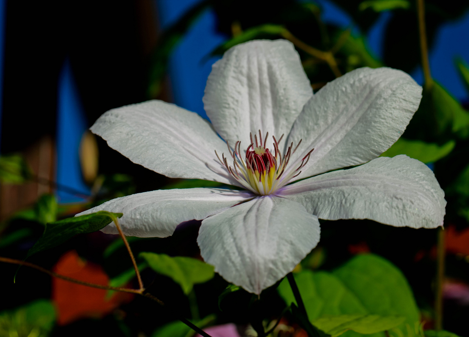 Clematis II