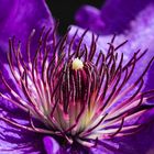 Clematis II