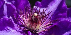 Clematis II