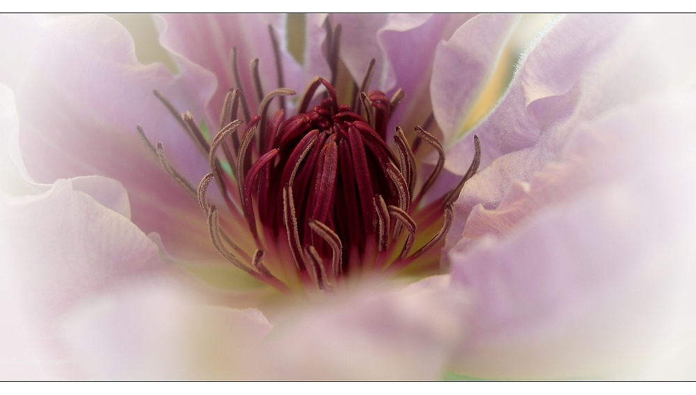 Clematis II