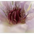 Clematis II