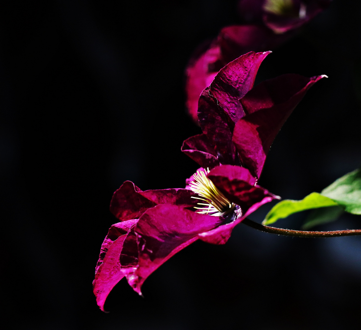 Clematis im Abendlicht ...