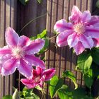 Clematis im Abendlicht ...