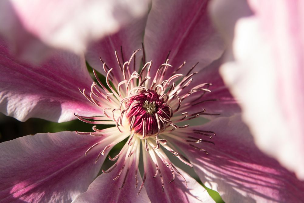 Clematis im Abendlicht