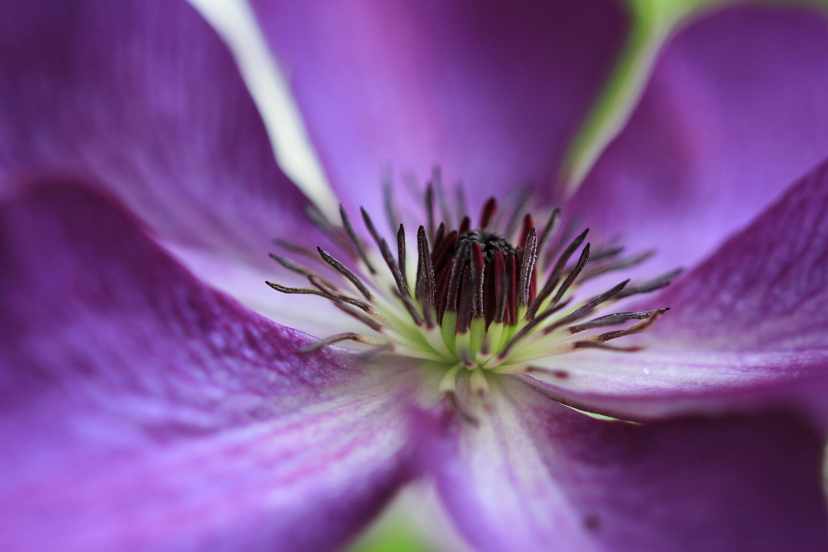 Clematis im Detail...