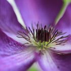 Clematis im Detail...