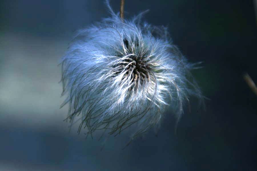 Clematis im Februar