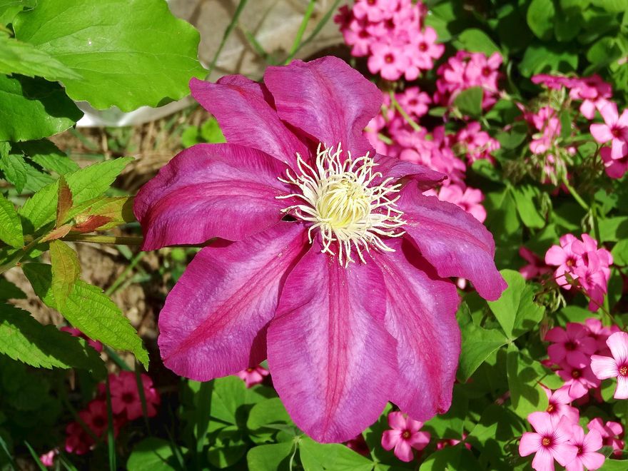 Clematis im Garten