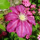 Clematis im Garten