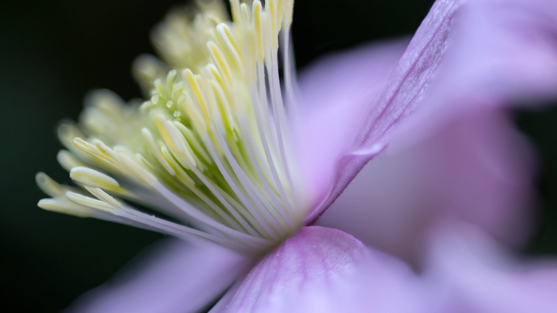 Clematis im Garten