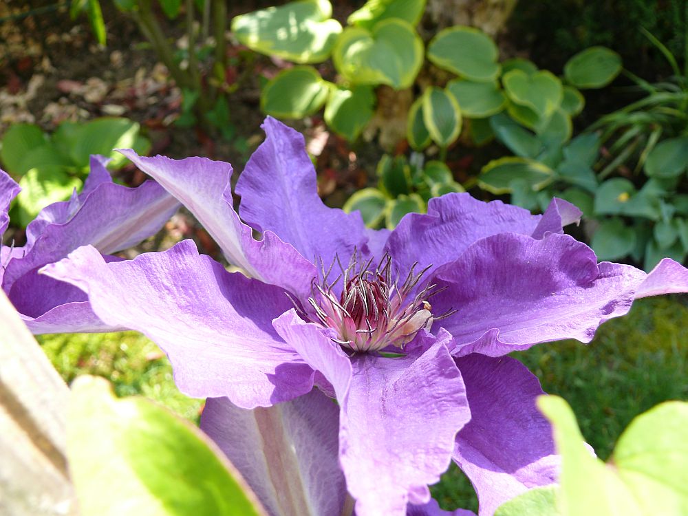 Clematis im Gegenlicht