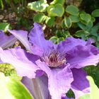 Clematis im Gegenlicht