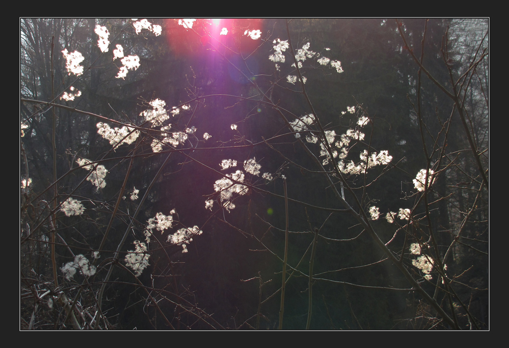 Clematis im Gegenlicht