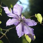 Clematis im Gegenlicht