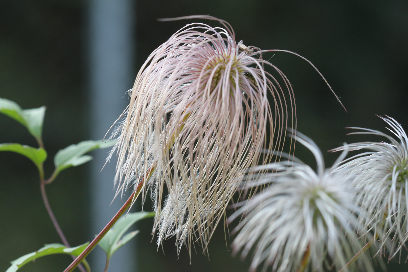 clematis im herbst