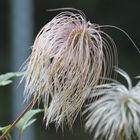 clematis im herbst