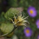 Clematis im Herbst