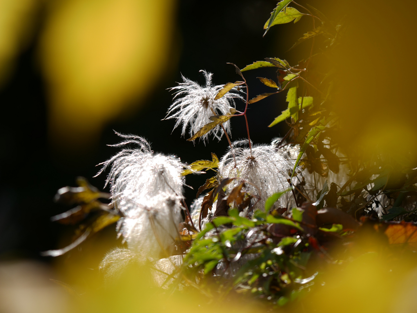 Clematis im Herbst