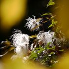 Clematis im Herbst