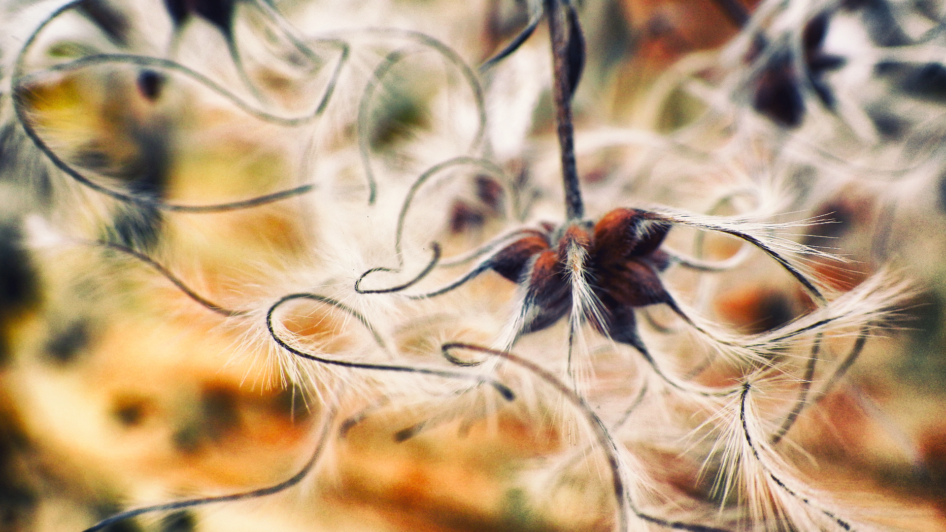 Clematis im Herbst