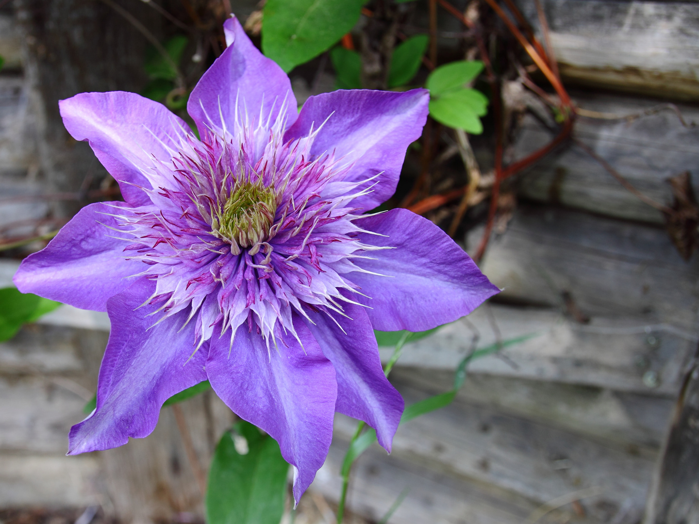 Clematis-im-Juni