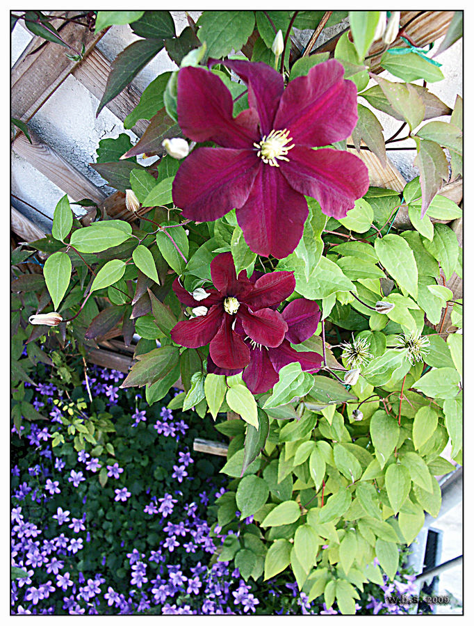 "Clematis im Juni"