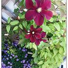 "Clematis im Juni"