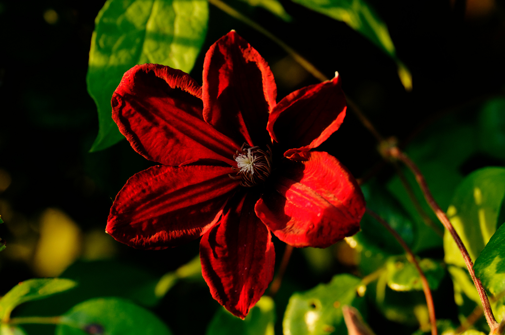 Clematis im Licht der Abendsonne