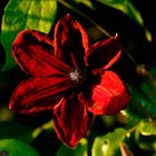 Clematis im Licht der Abendsonne