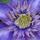 Clematis im Makro